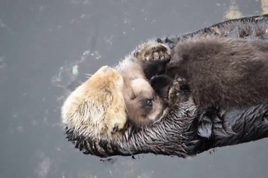 Xúc động nghẹn ngào trước khoảnh khắc rái cá mẹ bảo vệ con