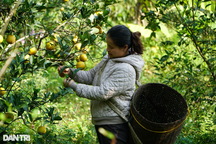 Nỗ lực thực hiện chương trình mục tiêu quốc gia phát triển vùng dân tộc thiểu số và miền núi