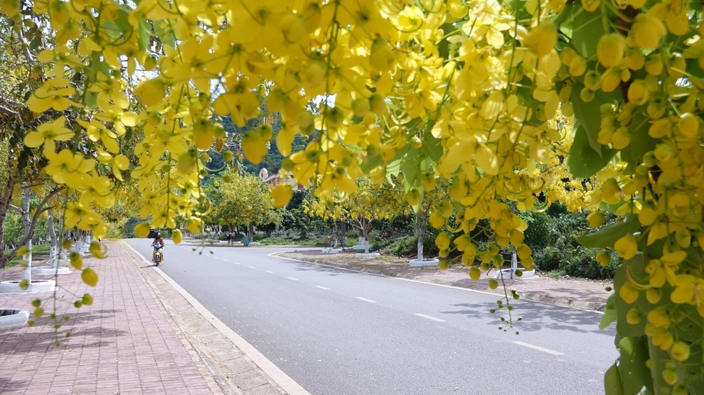 Hoa muồng hoàng yến vàng rực một góc trời Mộc Châu - 12 Hoa muồng hoàng yến vàng rực một góc trời Mộc Châu - 12