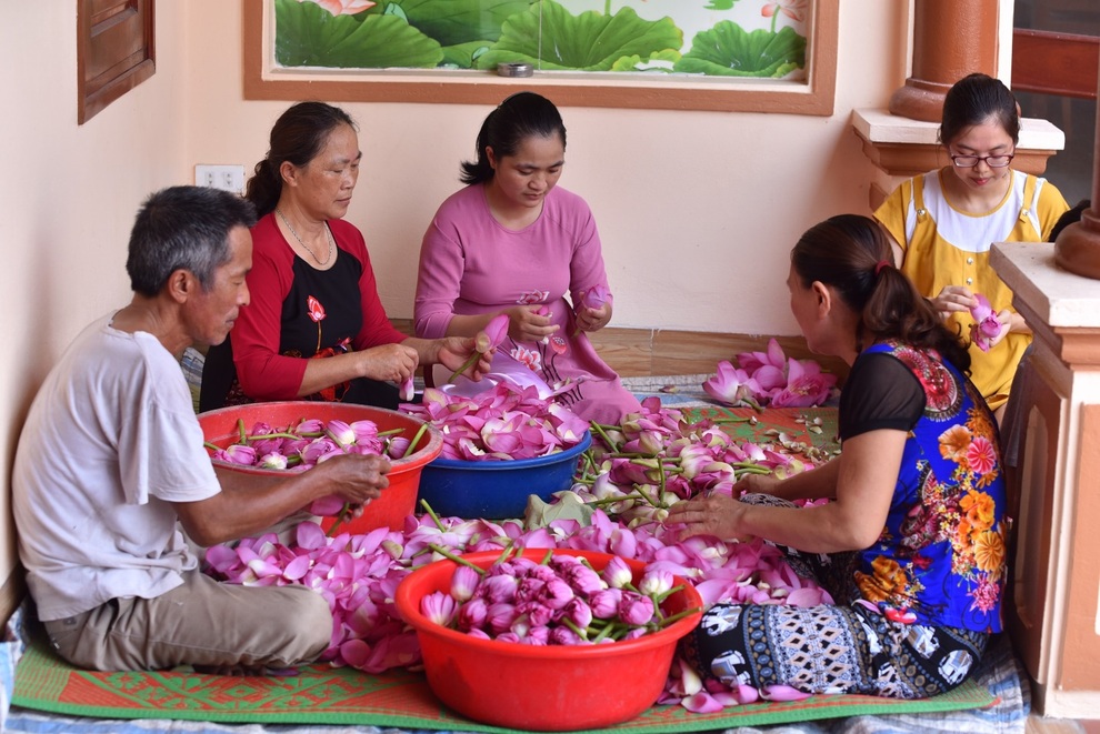 9X cất bằng kỹ sư, về quê làm trà cổ thụ ướp sen - 2 9X cất bằng kỹ sư, về quê làm trà cổ thụ ướp sen - 2