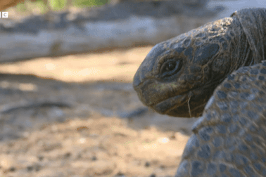Hàng nghìn rùa khổng lồ di chuyển vì nóng, tránh bị "luộc chín"