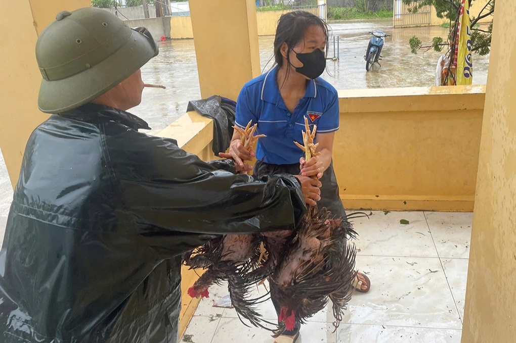 Chủ trang trại bất lực nhìn dòng lũ nhấn chìm đàn gà trị giá 2 tỷ đồng - 3 Chủ trang trại bất lực nhìn dòng lũ nhấn chìm đàn gà trị giá 2 tỷ đồng - 3