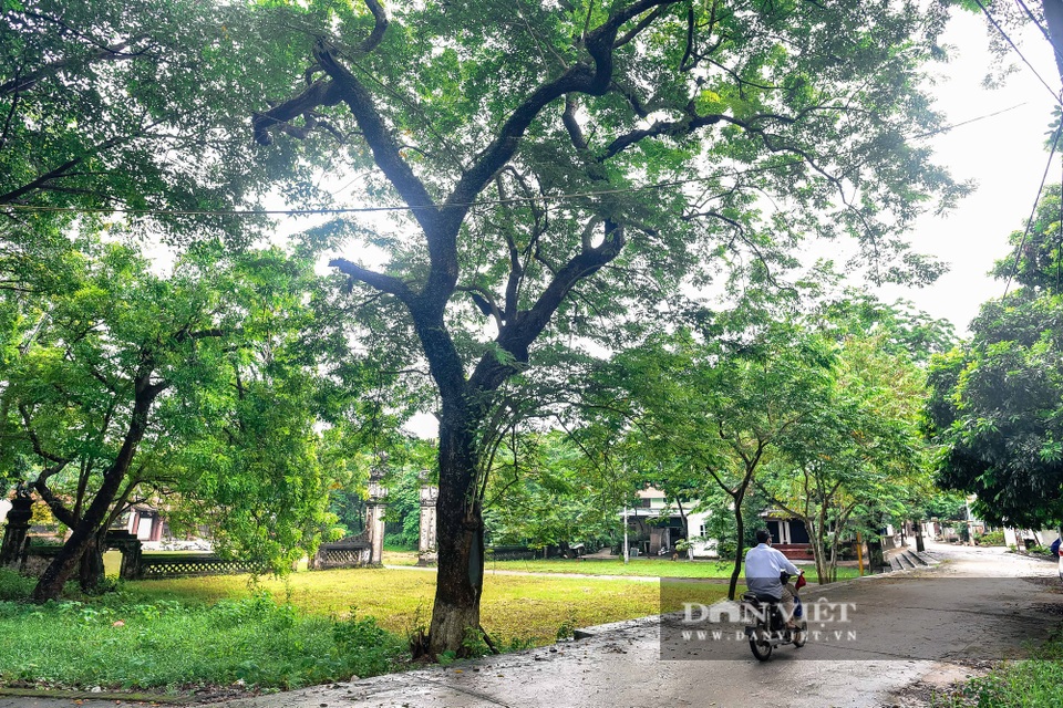 Chiêm ngưỡng cây sưa trăm tuổi ở Hà Nội, trả 60 tỷ đồng không bán - 2