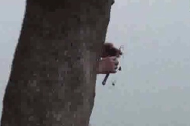 “Cần thủ” lại tung hoành ở… Hồ Gươm