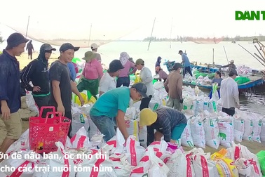 Ngư dân được mùa ốc gạo, kiếm tiền triệu mỗi chuyến