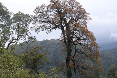 Lào Cai: Đã khống chế được đám cháy rừng quốc gia Hoàng Liên