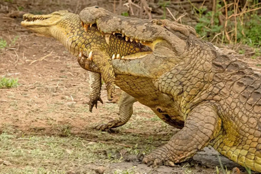 Cá sấu sông Nile khổng lồ tấn công, ăn thịt đồng loại