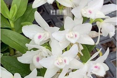 Dân chơi tiết lộ: 5 khác biệt giữa lan var Việt và lan cấy mô Đài Loan