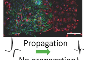 Các nhà khoa học phát triển “điốt sống” sử dụng tế bào cơ tim