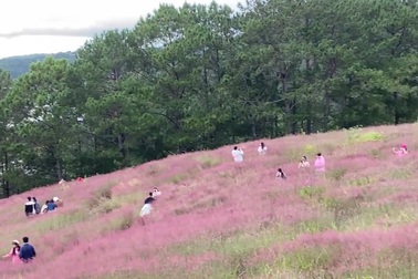 Du khách trẻ ùn ùn kéo tới đồi cỏ lau hồng ở Đà Lạt để chụp hình