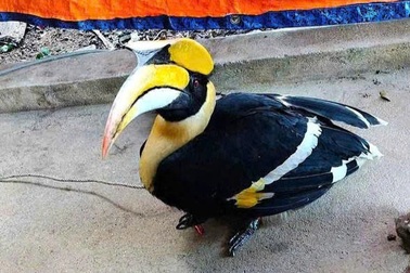 Chim hồng hoàng quý hiếm bay vào nhà dân