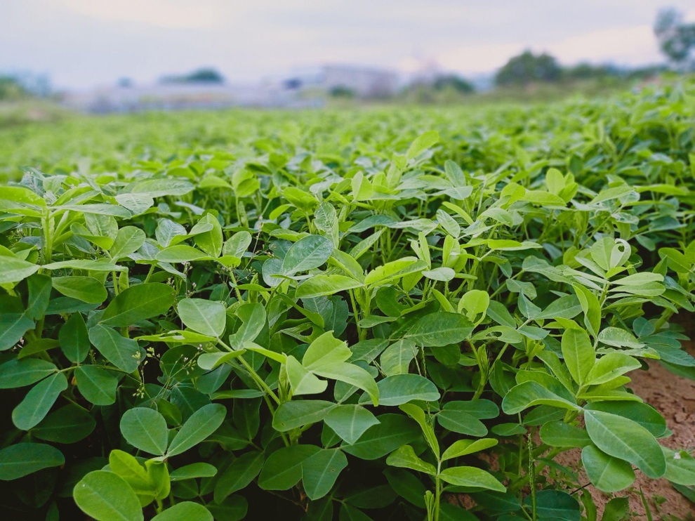 Ông bố gà trống nuôi con làm mảnh vườn gần 4.000m2 ở Bình Thuận - 3