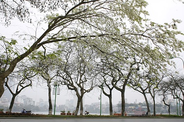 Tinh khôi mùa hoa Sưa Hà Nội