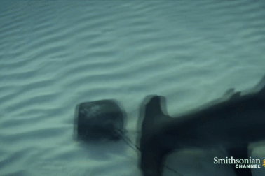 Cá đuối lẩn trốn dưới cát vẫn bị cá mập đầu búa đoạt mạng