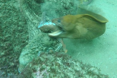 Bạch tuộc mất xúc tu trong trận chiến dữ dội với cá chình ở Australia