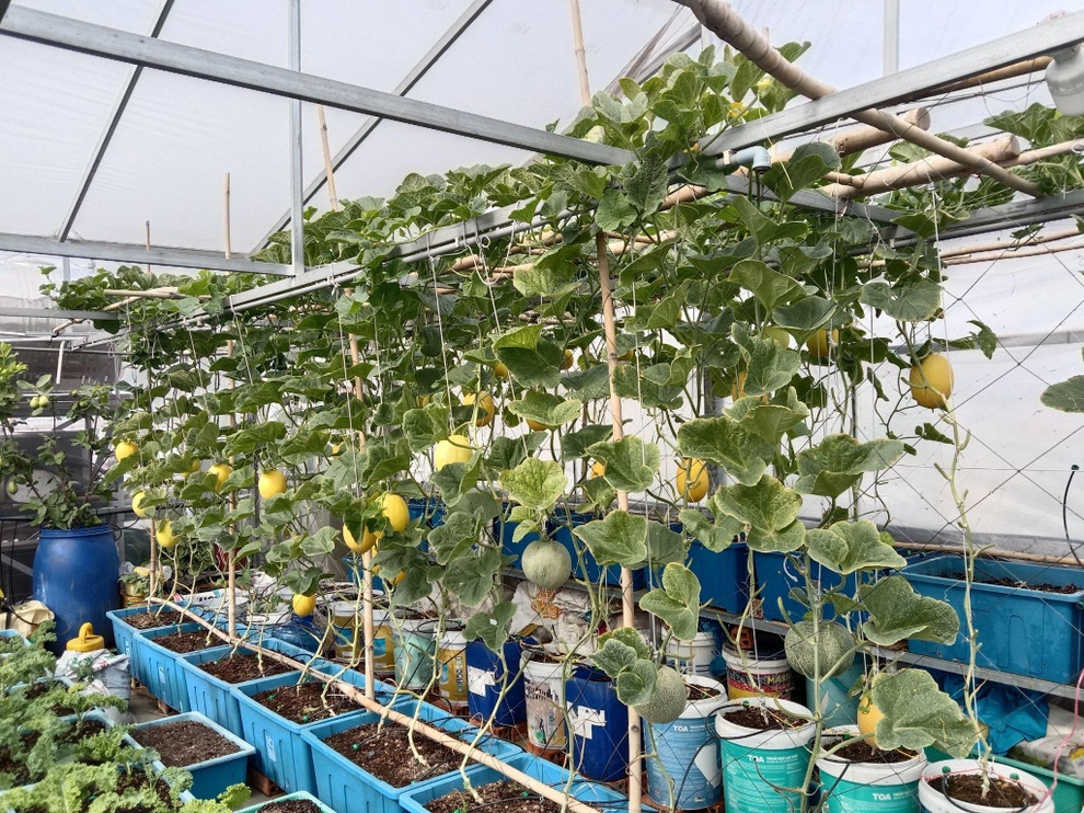 Ông bố mát tay làm vườn dưa lưới, thu hoạch 150kg/vụ ở Sài Gòn - 1