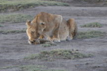 Khoảnh khắc gây sốc khi sư tử cái cắn chết và ăn thịt con của chính mình