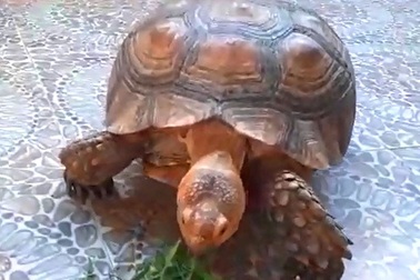 Thả rùa nguy cấp quý hiếm về rừng