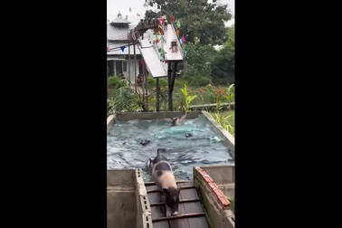 Đàn lợn đua nhau nhảy xuống hồ bơi để tắm mát