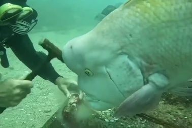 Cá tò mò làm phiền thợ lặn