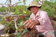 "Đỏ mắt" không tìm được nhân công, cả nhà chủ vườn tự xoay chăm mai