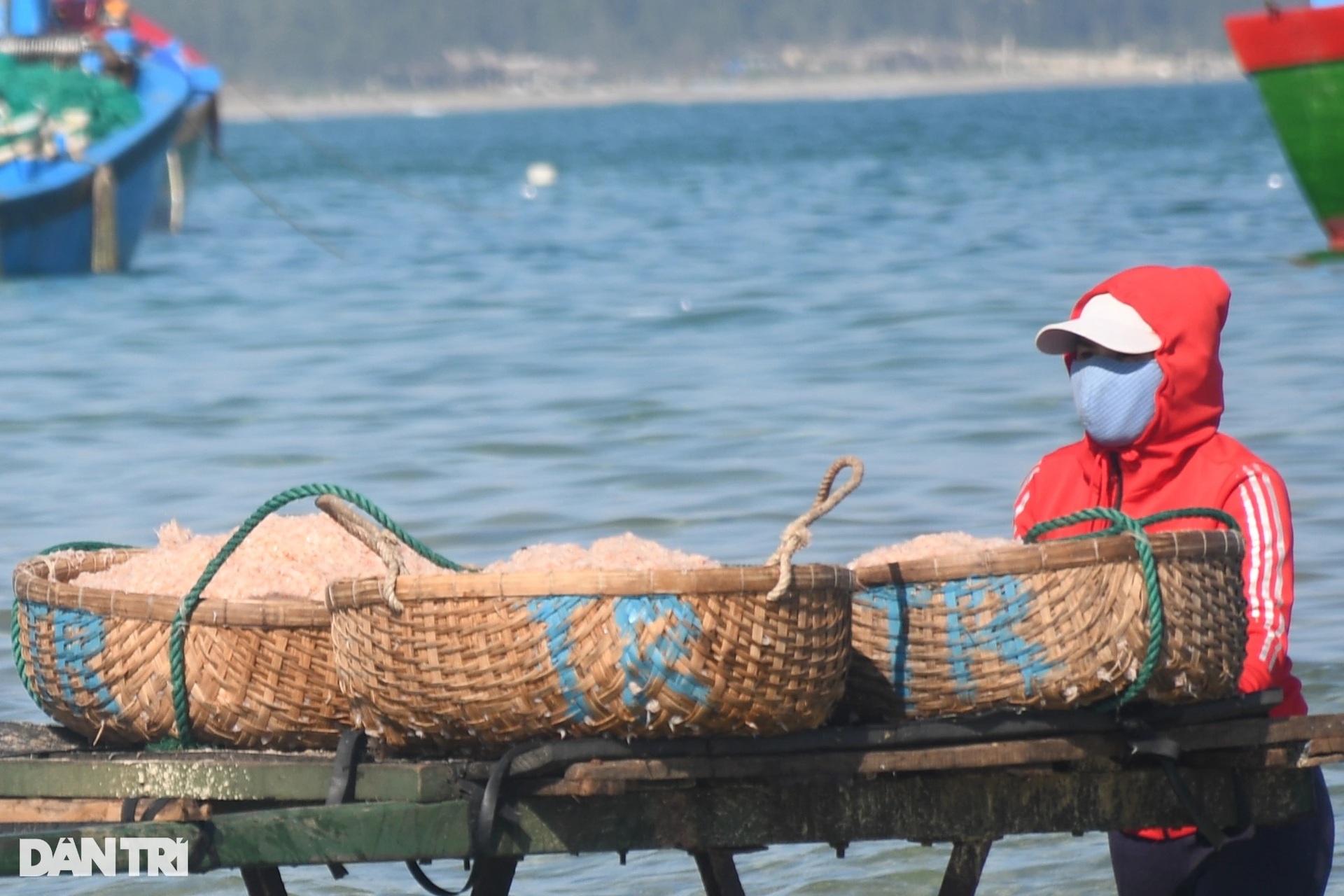 Trúng mùa ruốc, ngư dân kiếm tiền triệu mỗi ngày - 9