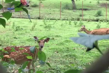 Trung tâm Giống hươu Việt Nam “chết mòn”