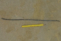 Truy tìm danh tính người đàn ông đeo dây kim loại chết trên biển