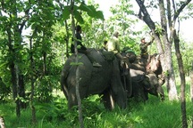 Khống chế thành công voi rừng dính bẫy để chữa trị vết thương