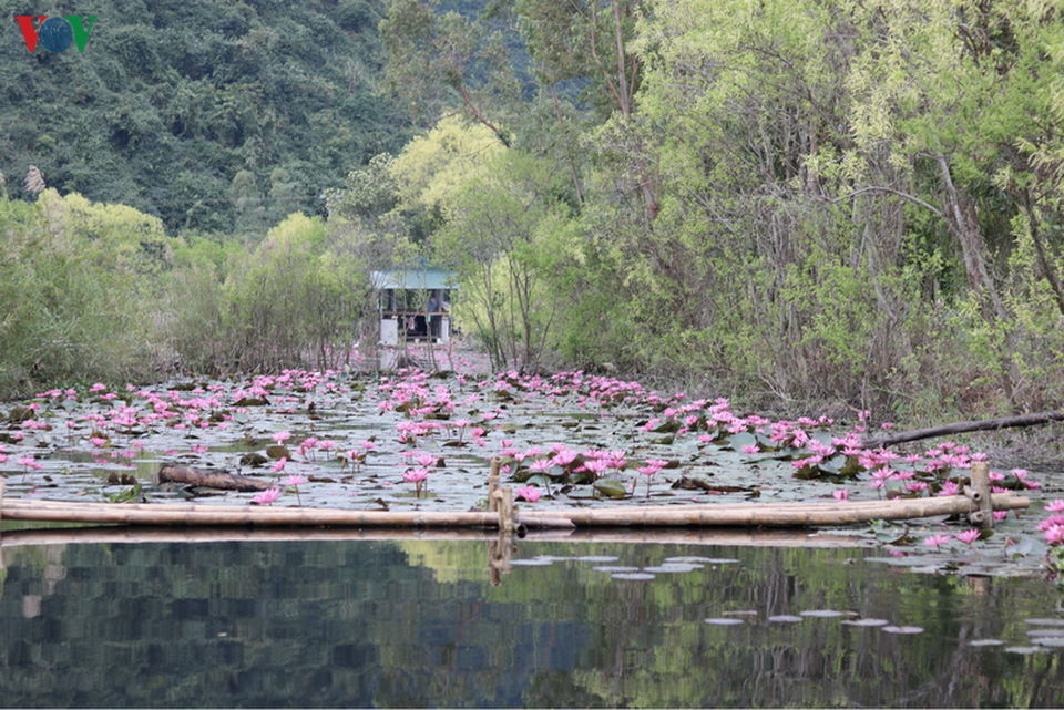 Hoa súng chùa Hương đẹp nao lòng giữa mùa đông - 3