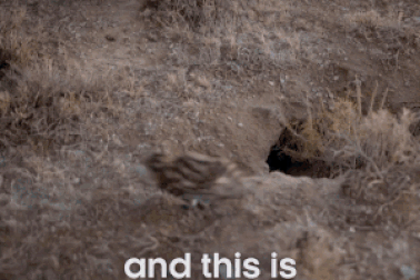 Bạn có tin được đây là loài mèo “nguy hiểm nhất thế giới”?