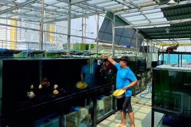 "Trang trại" cá vàng tiền tỷ trên sân thượng của cậu chủ 22 tuổi ở Sài Gòn