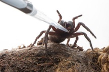 Nọc độc của nhện có thể giúp điều trị đột quỵ?