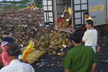 Ép chín sầu riêng bằng hóa chất