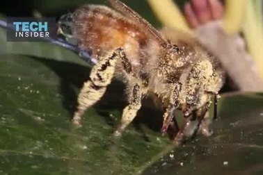 Loài ong làm sạch cơ thể bằng cách nào?