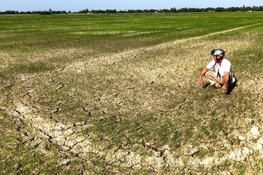 Vựa lúa lớn nhất nước - Sông cạn trơ đáy, lúa chết trơ gốc!