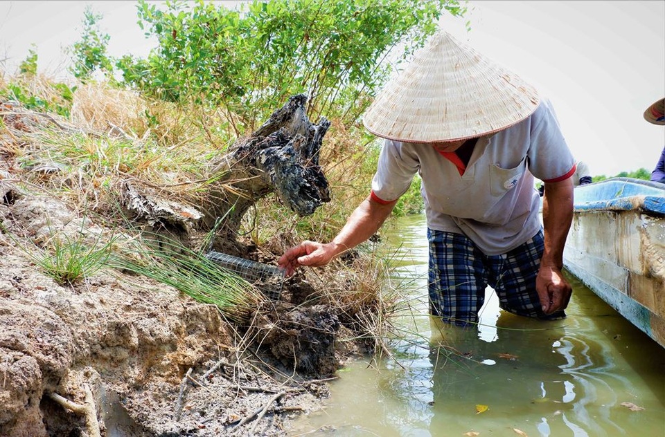 Độc nhất miền Tây nông dân bắt ba khía bằng rập chuột - 1 Độc nhất miền Tây nông dân bắt ba khía bằng rập chuột - 1