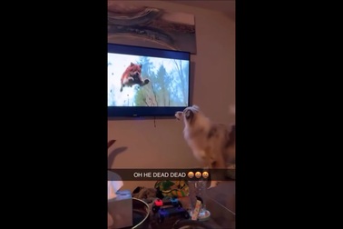 Chó làm hỏng TV vì quá hào hứng với cảnh trên phim