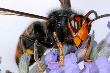 Bị ong mặt quỷ đốt khi đi học về, nam sinh sốc phản vệ phải cấp cứu