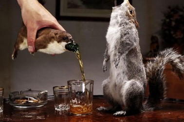 Bán bia... trong xác động vật chết