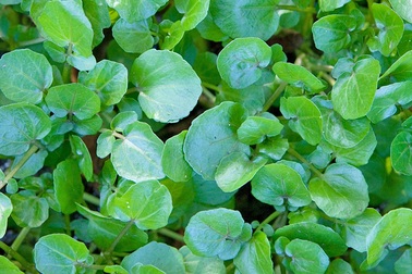 Những lợi ích kì diệu của cải xoong