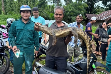 Đã bắt được cá sấu hơn 10kg xuất hiện dưới suối ở Đồng Nai