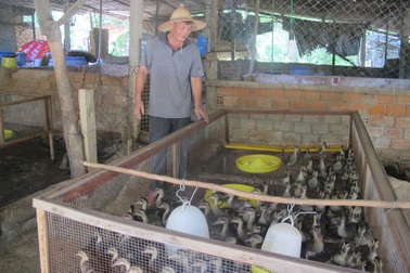 Bỏ túi 20 triệu đồng/tháng nhờ nuôi vịt trời thuần chủng