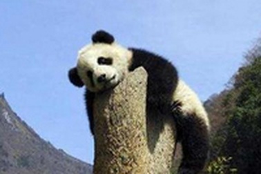 Quà lưu niệm Olympic Bắc Kinh bằng phân gấu trúc