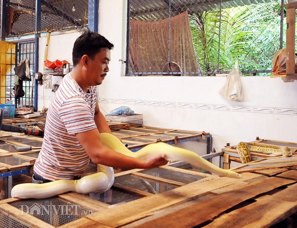Đột nhập trại nuôi la liệt loài trăn đột biến khủng ở miền Tây - 8 Đột nhập trại nuôi la liệt loài trăn đột biến khủng ở miền Tây - 8
