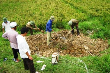 Nghệ An: Xuất hiện cúm H5N1 trên đàn vịt