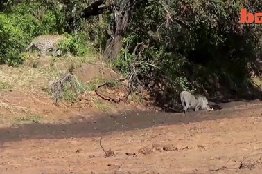 Phản xạ tuyệt vời của lợn rừng trước đòn tấn công của báo đốm