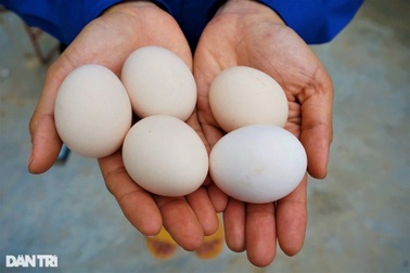 Nữ thạc sĩ rời TPHCM về quê nuôi giống gà đen xì, nhặt trứng mỏi tay