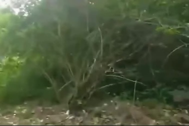 Khoảnh khắc hổ bất ngờ lao ra từ bụi rậm tấn công nhân viên kiểm lâm