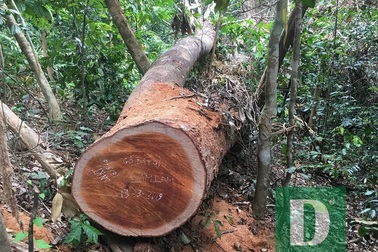 Vụ phá rừng nghiêm trọng tại Quảng Bình: Cách chức Trạm trưởng trạm bảo vệ rừng